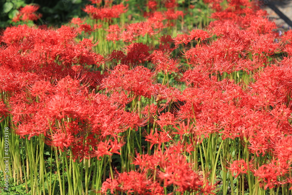 Cluster amaryllis(spider lily) blooming in the shrine,japan,kanagawa Cluster amaryllis(spider lily) blooming in the shrine,japan,kanagawa