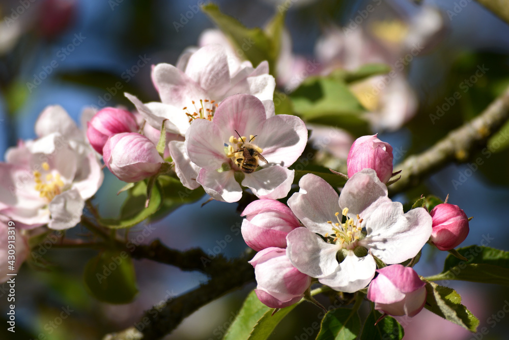 Obraz premium blossom