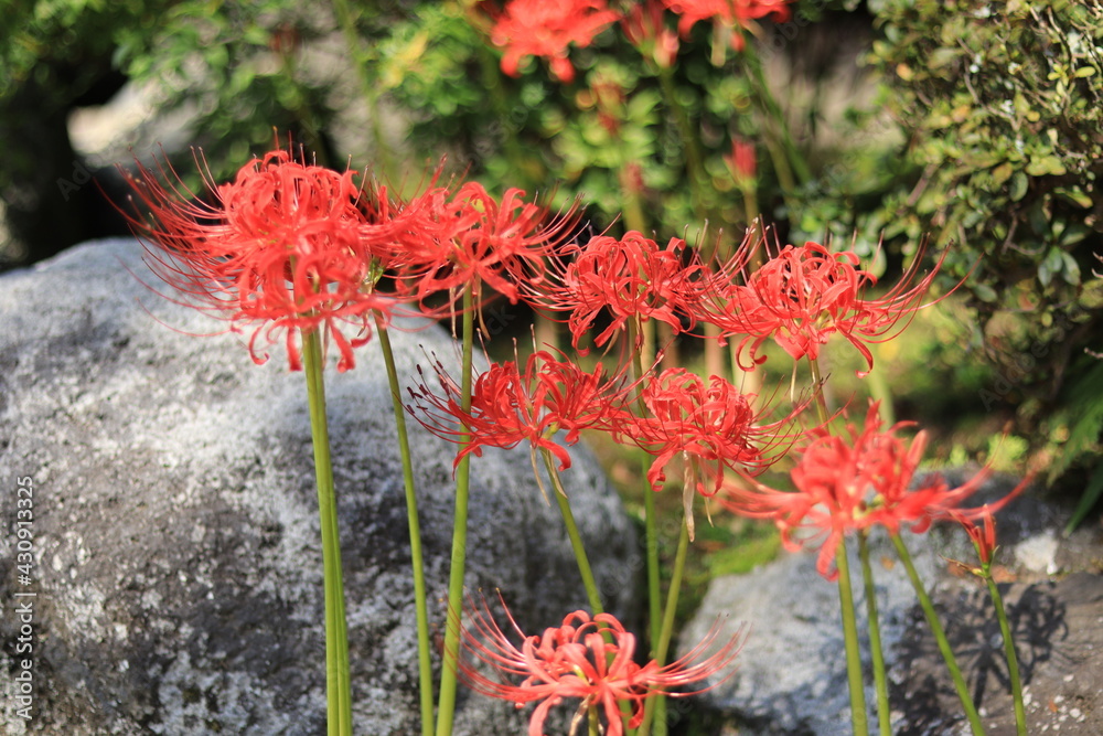 Cluster amaryllis(spider lily) blooming in the shrine,japan,kanagawa Cluster amaryllis(spider lily) blooming in the shrine,japan,kanagawa