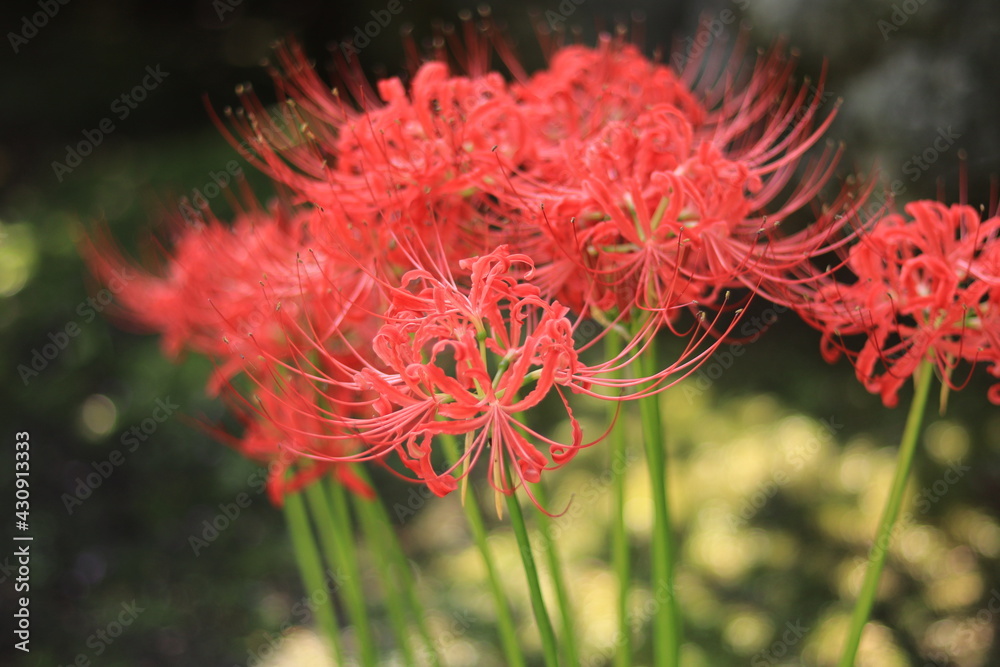 Cluster amaryllis(spider lily) blooming in the shrine,japan,kanagawa