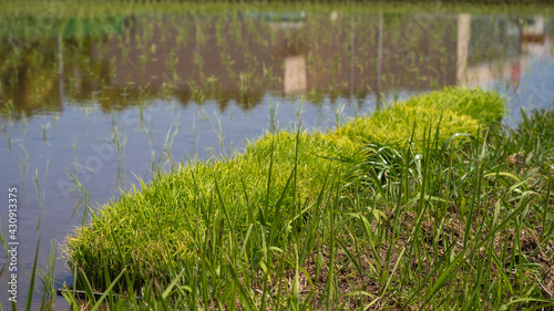 Rural landscape in Japan. rice planting. 