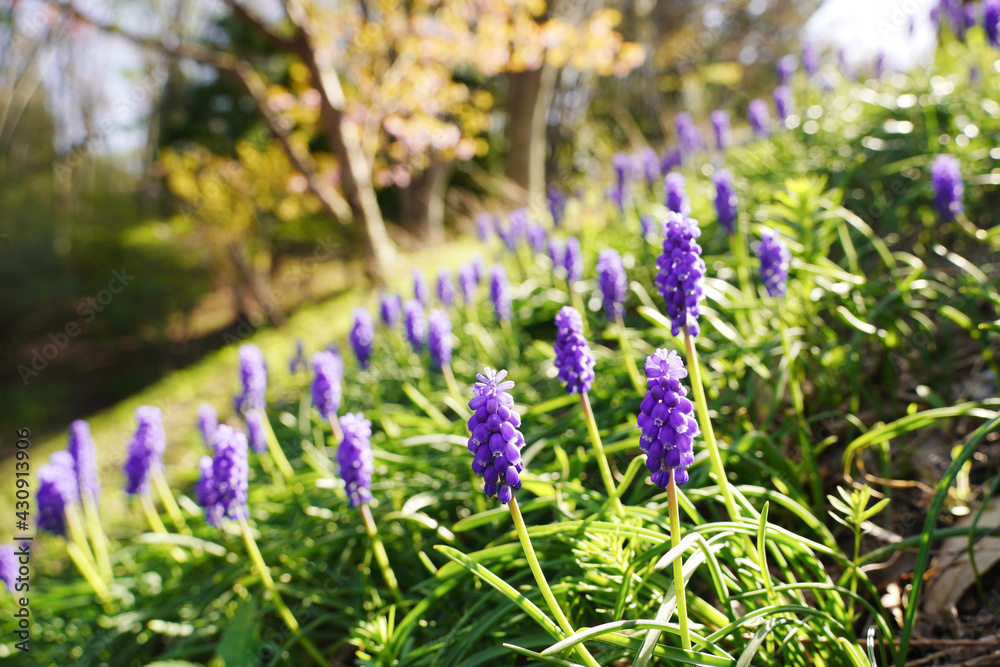 Obraz premium 公園の土手に群生するムスカリの花