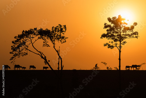 Still-Moving
A man on a bicycle and some cattle are silhouetted with the setting sun in the background at itahari, Nepal. province 1. photo