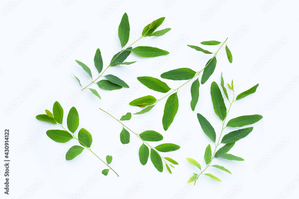 Eucalyptus leaves on white