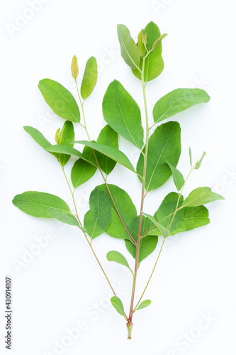 Eucalyptus leaves on white