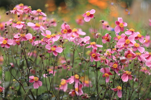 Flowers such as cosmos taken in autumn,kanagawa,japan