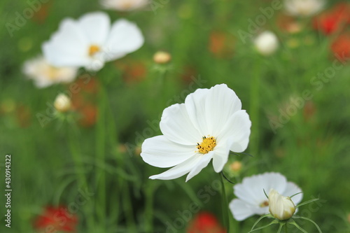 Flowers such as cosmos taken in autumn,kanagawa,japan