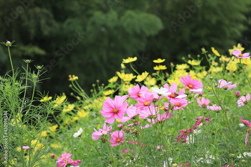 Flowers such as cosmos taken in autumn,kanagawa,japan