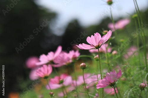 Flowers such as cosmos taken in autumn,kanagawa,japan