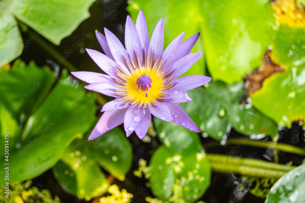 Purple lotus flowers are beautiful in nature. It is a water plant that is common in Ratchaburi Province, Thailand Purple lotus flowers are beautiful in nature. It is a water plant that is common in Ratchaburi Province, Thailand
