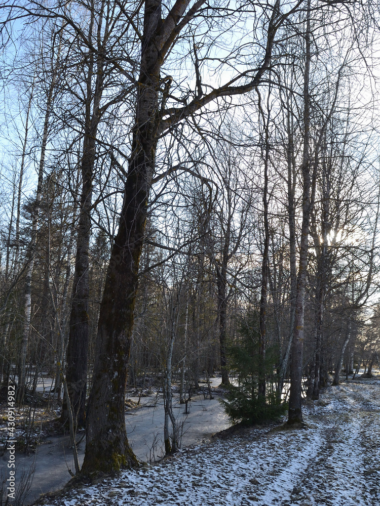 Early spring forest landscape in a march day Early spring forest landscape in a march day