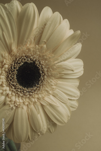 Beige gerbera flower on beige background