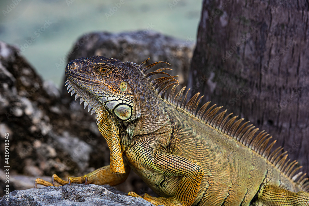 Closeup of iguana lizard basking in the sun South Florida. Closeup of iguana lizard basking in the sun South Florida.