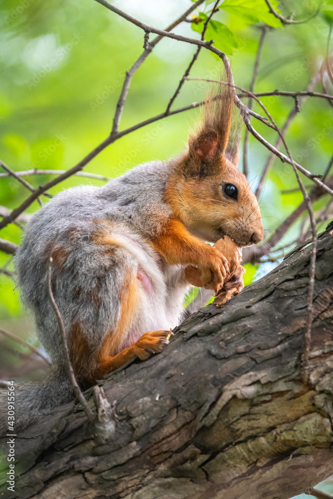 Fototapeta premium The squirrel with nut sits on a branches in the spring or summer.