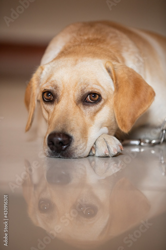 Labrador retriever dog siting on floor 