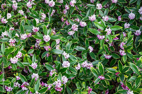 Fototapeta Naklejka Na Ścianę i Meble -  Winter Daphne in full bloom, white and pink flowers, with variegated leaves, as a nature background

