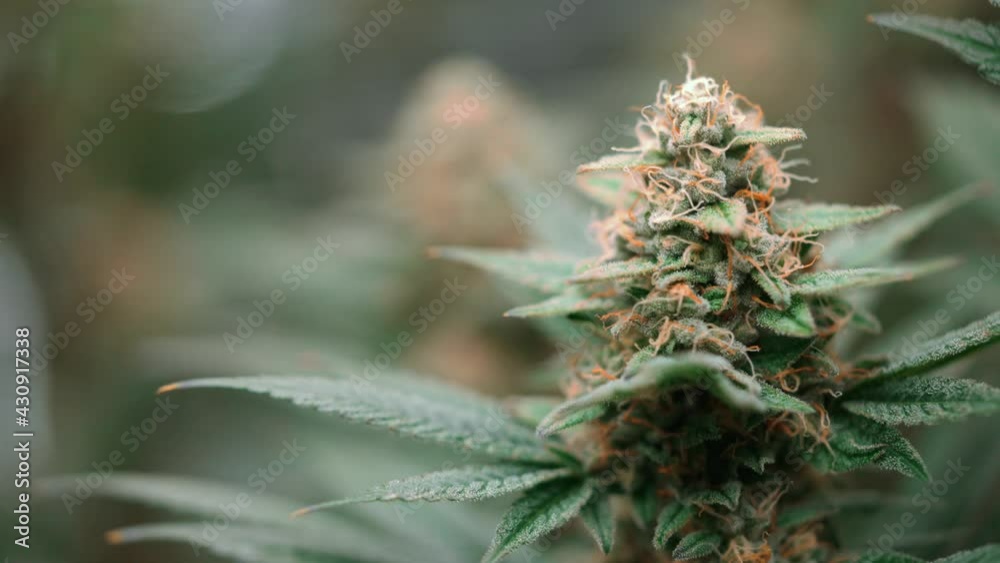 Marijuana plant shaking in bright day time, static shot close up Marijuana plant shaking in bright day time, static shot close up