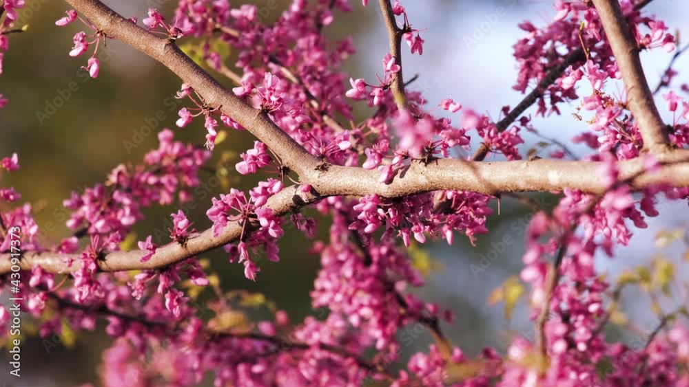Freshly blossomed flowering redbud tree branch in springtime, close up