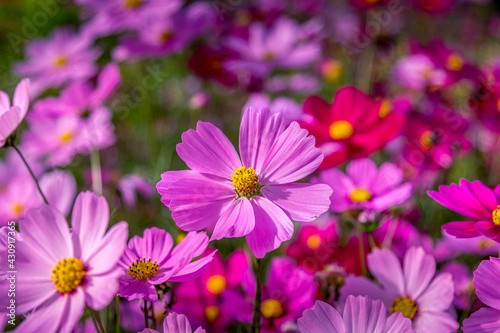 Cosmos flowers background in vintage style Pink cosmos on field in sunset time Field of cosmos flower.