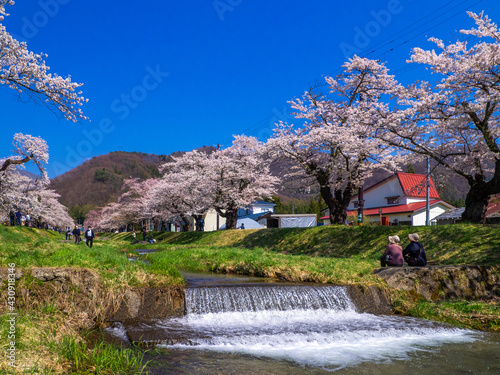 Row of cherry blossom trees along a stream (Kannonji river, Kawageta, Fukushima, Japan)
