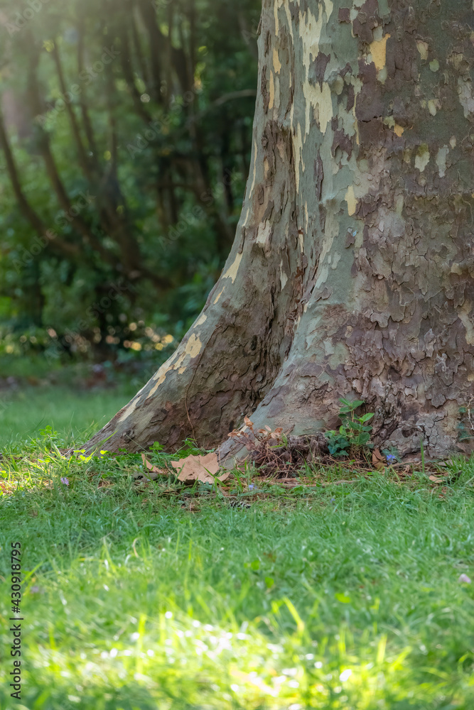 The base of the trunk of The big tree Carpinus Betulus, commonly known as the European or common hornbeam The base of the trunk of The big tree Carpinus Betulus, commonly known as the European or common hornbeam