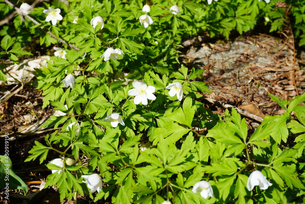 ウッドアネモネ アネモネ アネモネ ネモロサ ネモロサ ガーデニング 園芸 庭 春 花 Anemone nemorosa ウッドアネモネ アネモネ アネモネ ネモロサ ネモロサ ガーデニング 園芸 庭 春 花 Anemone nemorosa
