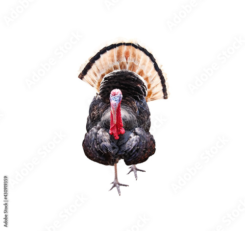 Turkey  bird walking with feathers wings of tail spread out isolated on white background , clipping path