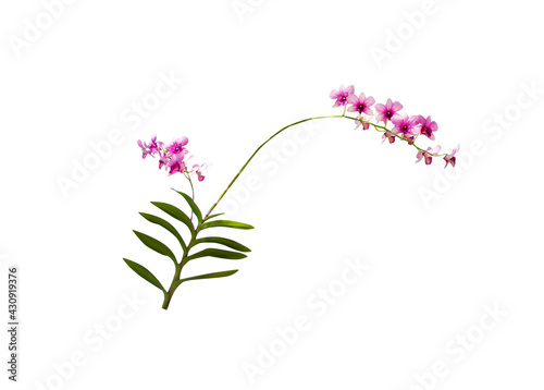 Pink endrobium orchids flower branch or dendrobium hybrid blooming with long green stem and leaf isolated on white background clipping path