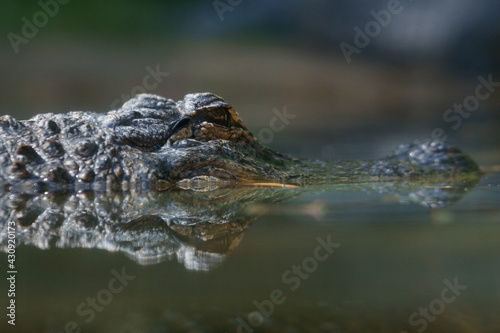 Alligator at water level