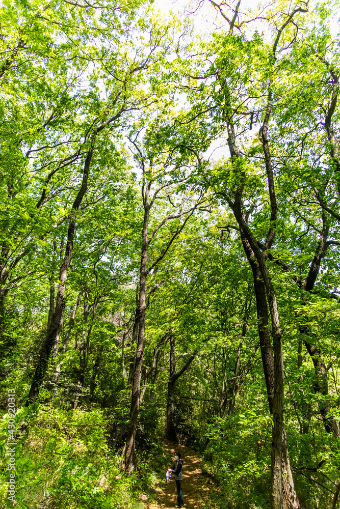新緑の森 Landscape of the fresh green forest 新緑の森 Landscape of the fresh green forest
