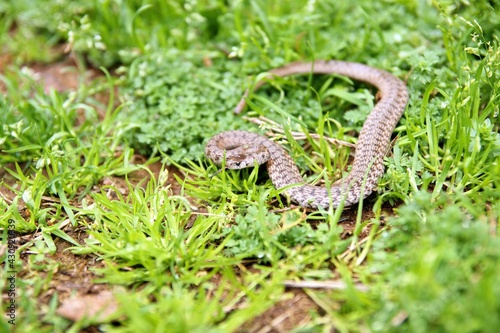 Brown snake, Storeria, in grass photo