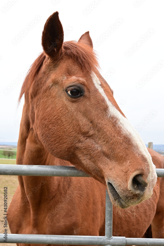 Naklejka premium Portrait of a brown horse with head up and looking at camera