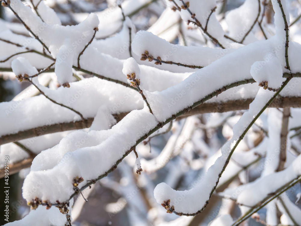 Tree branches covered with frozen ice snow. Winter landscape.