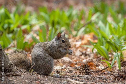 The eastern gray squirrel (Sciurus carolinensis) in the park