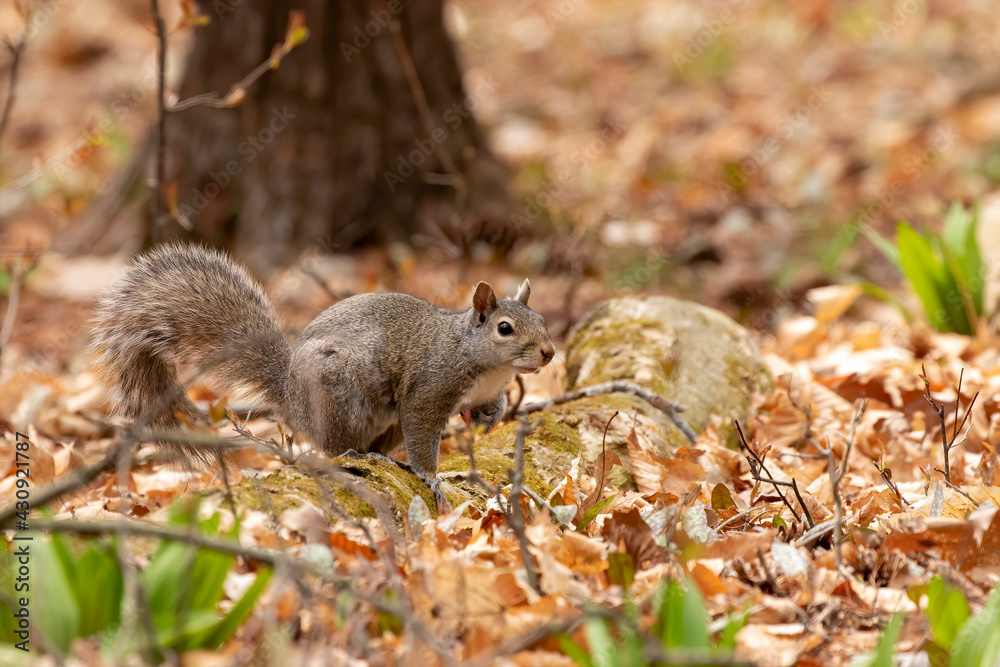 The eastern gray squirrel (Sciurus carolinensis) in the park The eastern gray squirrel (Sciurus carolinensis) in the park