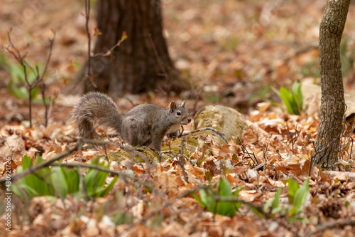 The eastern gray squirrel (Sciurus carolinensis) in the park © karel