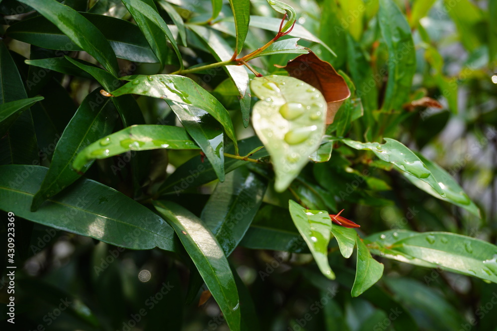 Obraz premium rain drops on a leaf