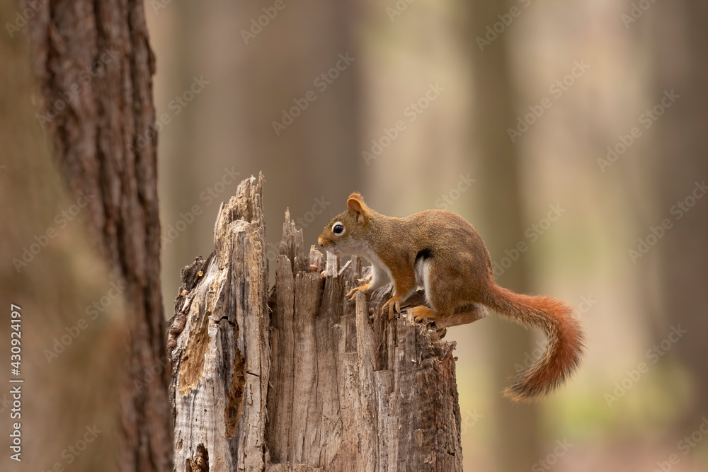 The American red squirrel -Tamiasciurus hudsonicus in the park The American red squirrel -Tamiasciurus hudsonicus in the park