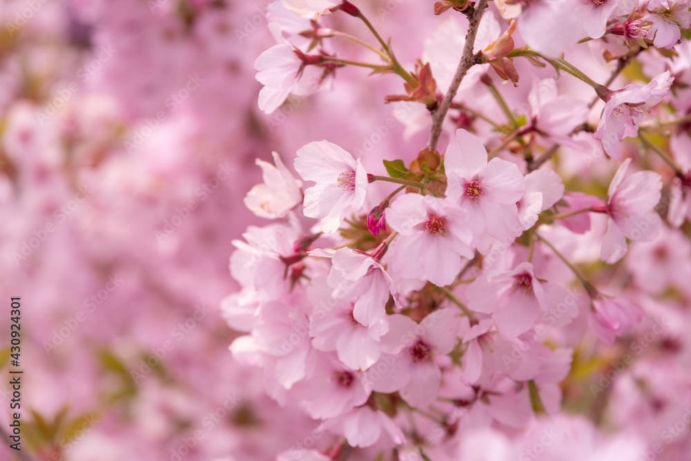 桜咲く