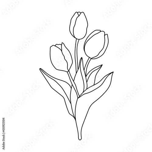 Hand drawn bouquet of tulips.