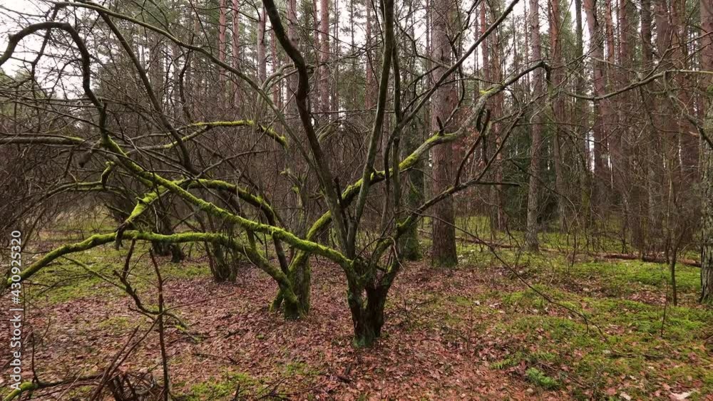 A strangely shaped mossy bush A strangely shaped mossy bush