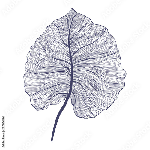 Tropical monstera single leaf in modern linear style. Hand drawn exotic summer leaf illustration. Philodendron leaf in outline design. Isolated on white background.