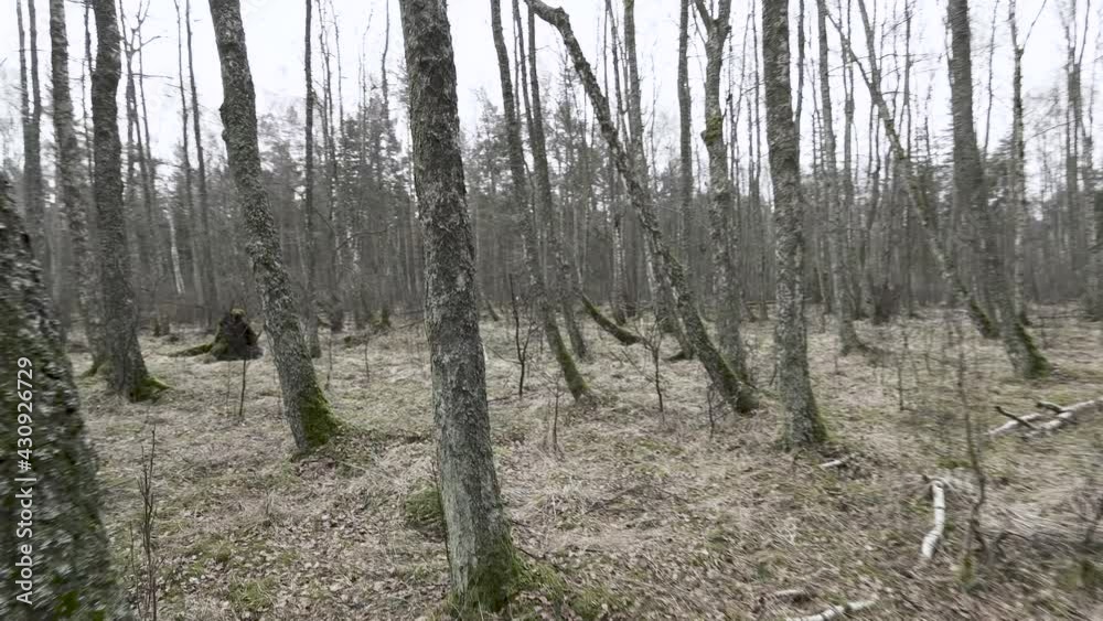 First person view perspective while moving quickly in the forest. Get lost in the forest concept. Flat color video with cinematic motion blur. First person view perspective while moving quickly in the forest. Get lost in the forest concept. Flat color video with cinematic motion blur.