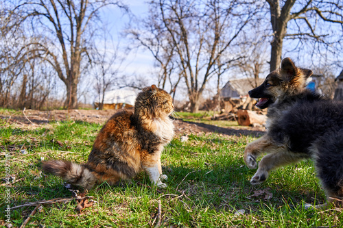 Cat and Dog Playing in Courtyard in Countryside. Puppy Fooling around, Attacking and Biting Cat Playfully