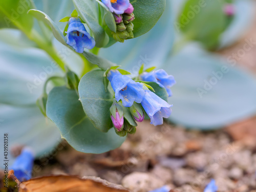 Fototapeta Naklejka Na Ścianę i Meble -  ハマベンケイソウ oysterleaf oysterplant sea bluebells