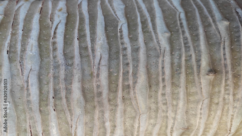 Naklejka premium beautiful background macro zoom close up pictures of palm tree trunk rough texture surface