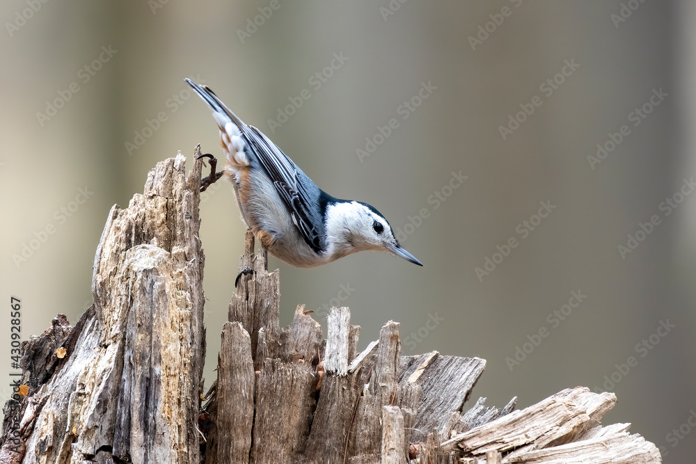Fototapeta premium The white-breasted nuthatch (Sitta carolinensis)