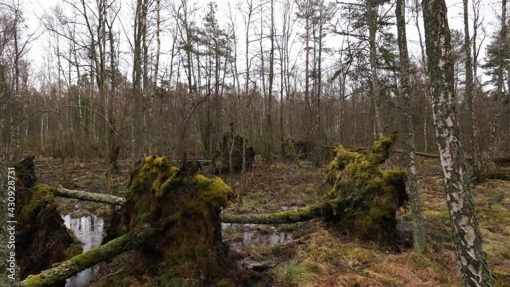 Untouched and primitive forest with fallen all over mossy trees. Wild nature and wilderness survival concept. Untouched and primitive forest with fallen all over mossy trees. Wild nature and wilderness survival concept.