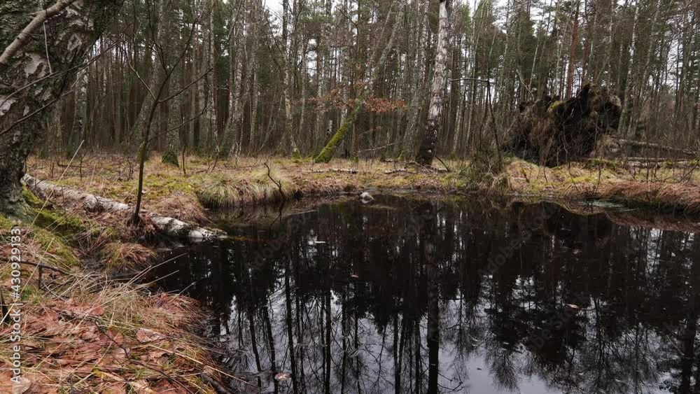 A pond with dark water in moody forest. A pond with dark water in moody forest.