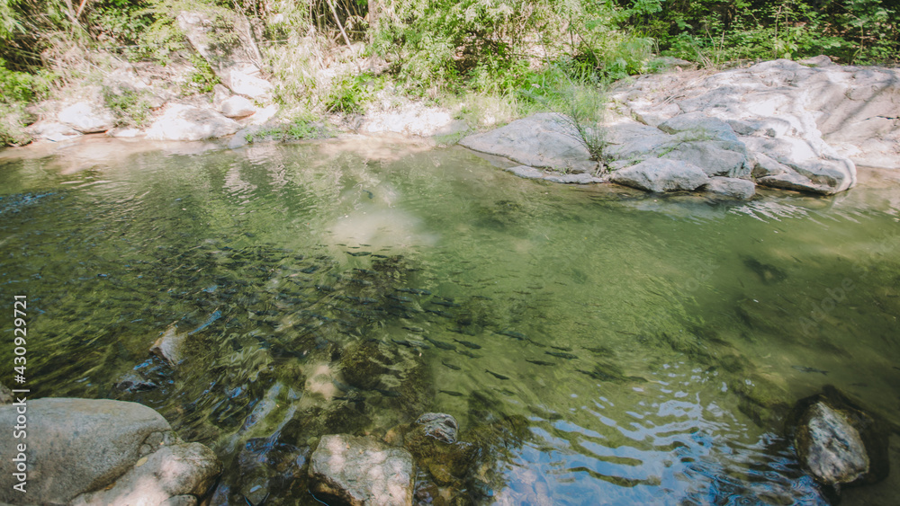 Fototapeta premium The river runs through the middle of the valley in the forest.